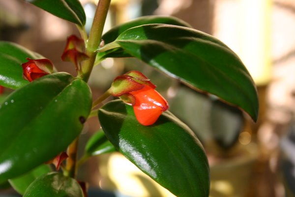 http://www.cloudjungle.com/CloudJungle/Gesneriaceae/Nematanthus/Nematanthus Chatterbox flower.jpg